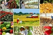 Thủ tướng chỉ thị đẩy mạnh tái cơ cấu ngành nông nghiệp